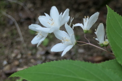 P1023692　ヒメウツギ