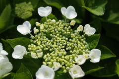 R0353166　アジサイ