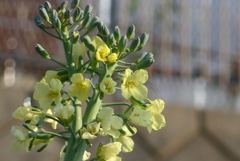 P1200985　ブロッコリーの花