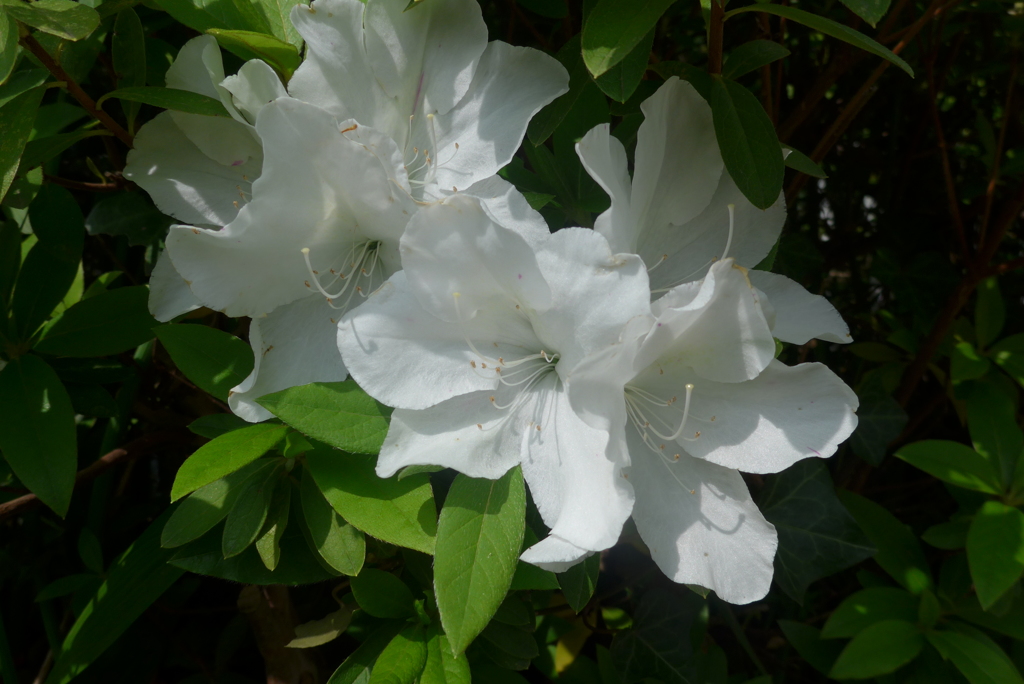P1140995　純粋