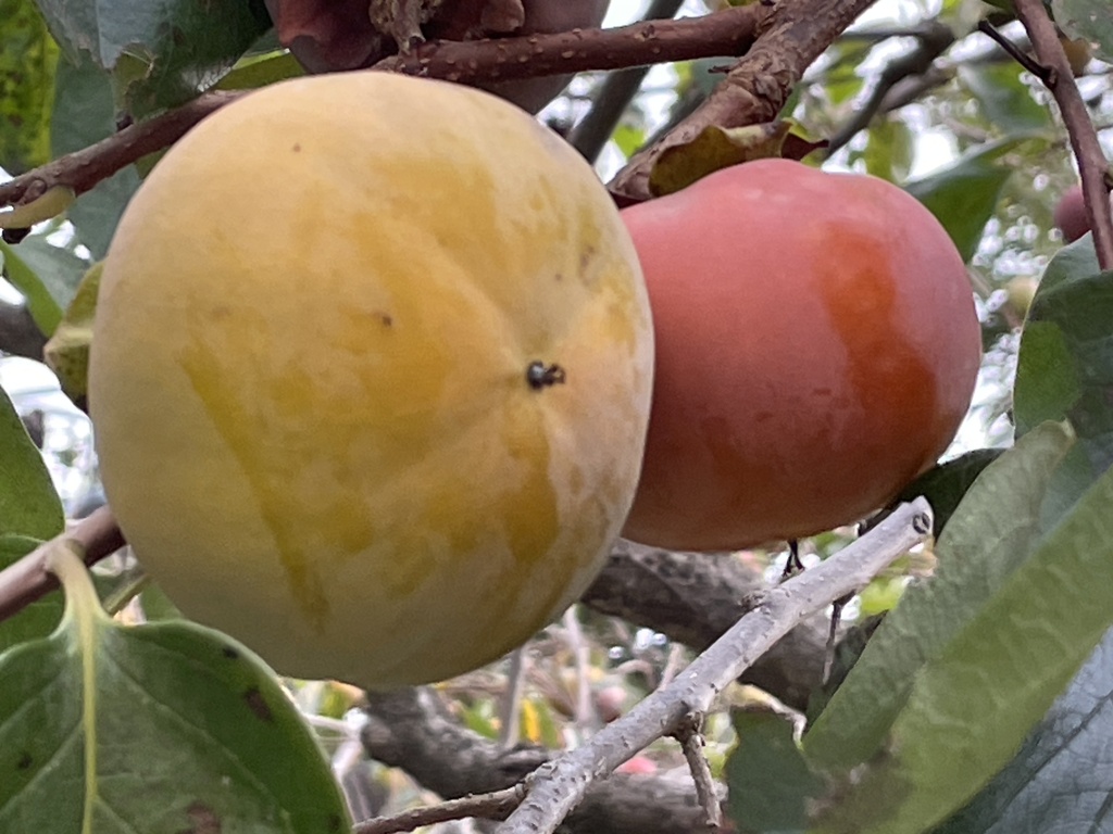 IMG_0278　食べごろ