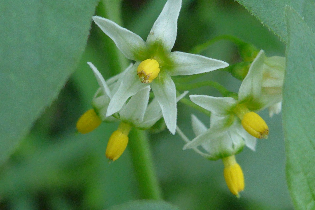 P1310331　秋の散歩道で