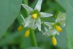 P1310331　秋の散歩道で