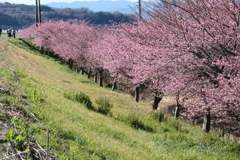 P1035181　河津桜の並木