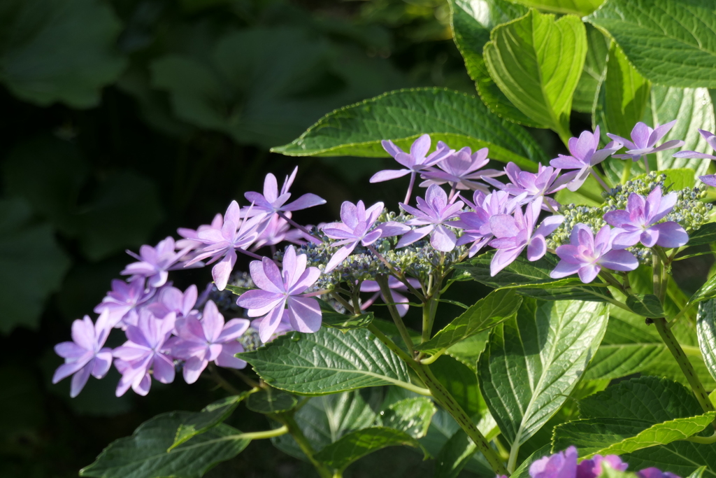 P1012096　ダンスパーティー