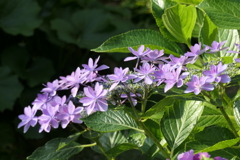 P1012096　ダンスパーティー