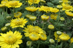 P1069445　菊