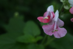 P1080723　ピンクセージ