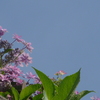 P1330416　あじさい