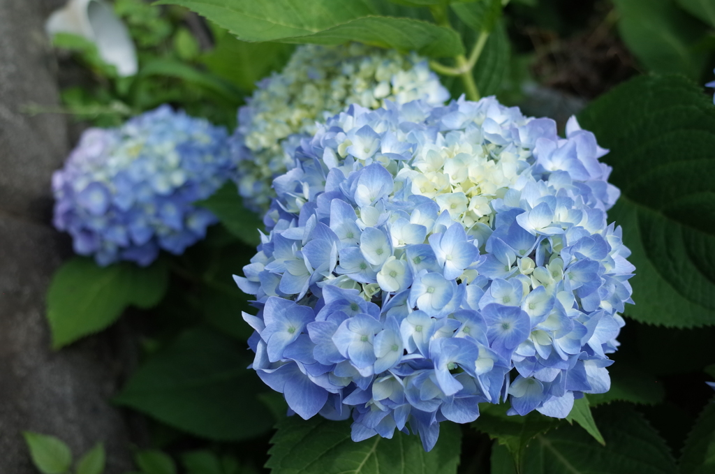 R0353078　紫陽花