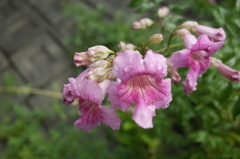 R0354144　ピンクノウゼンカズラ