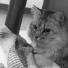 P1180743　ここ、逃げ場所なの…(=^・^=)