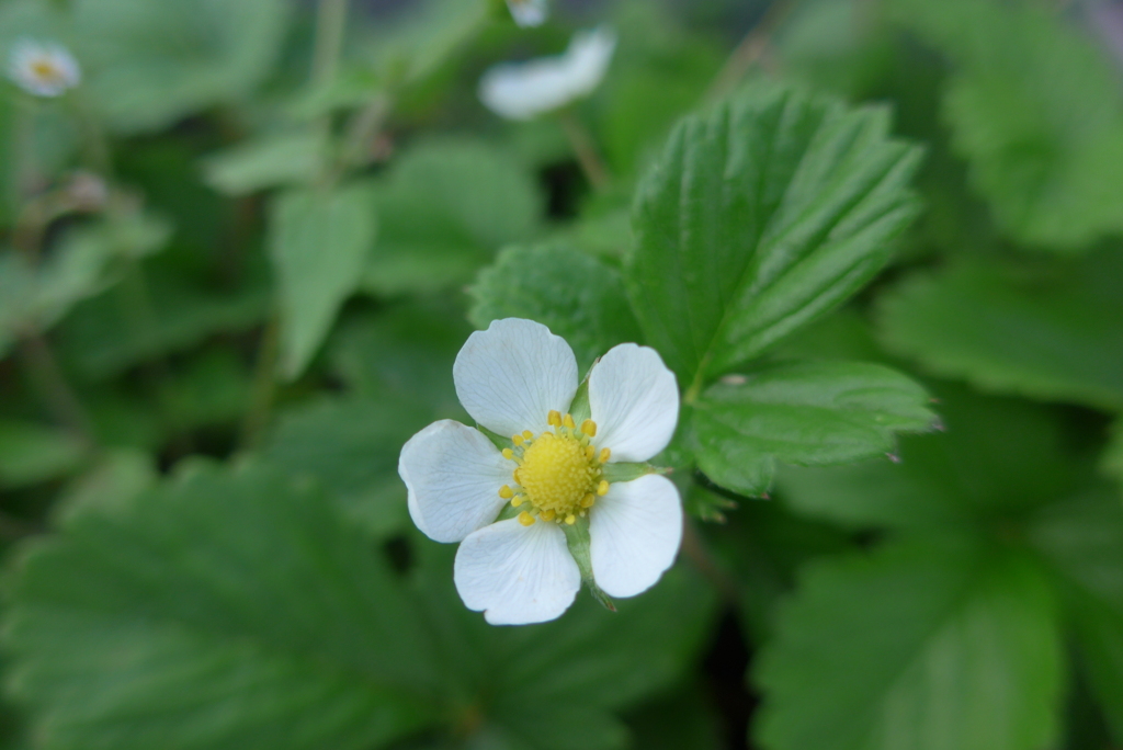 P1370093　イチゴの花