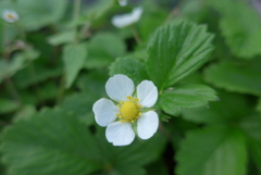P1370093　イチゴの花