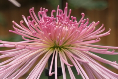P1069456　菊