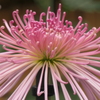 P1069456　菊