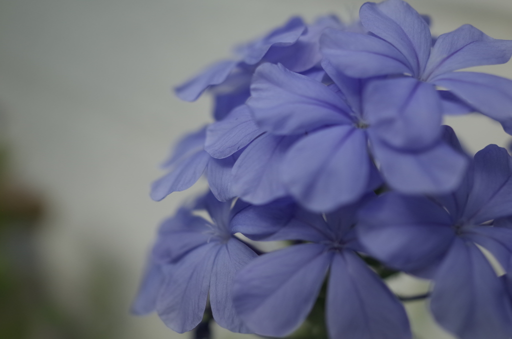 R0353978　ルリマツリ