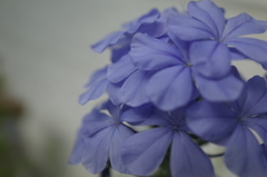 R0353978　ルリマツリ