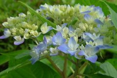 P1300348　咲き始めた頃