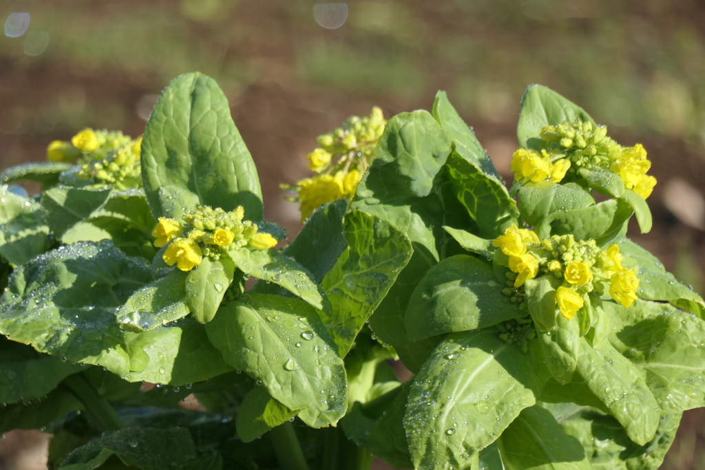 P1001067　白菜の花