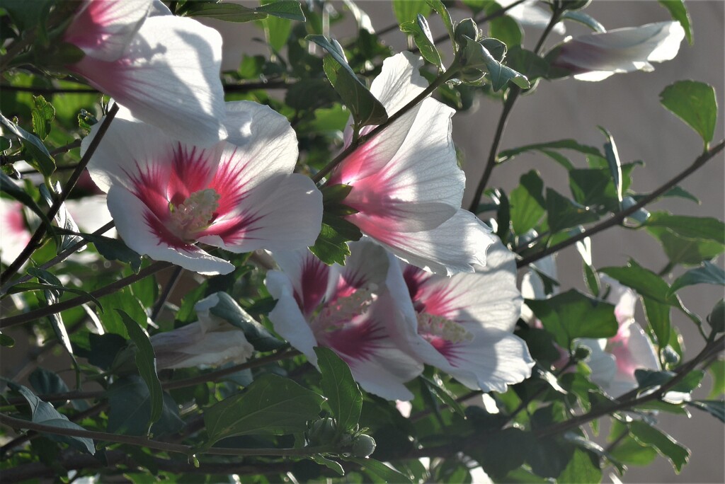 P1270812 (2)　朝の光に