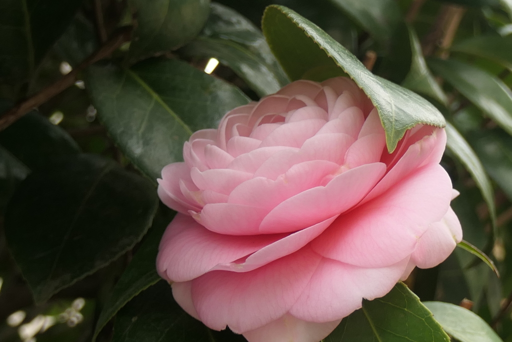 P1057982　おとめちゃん