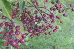 P1080958　マンリョウ