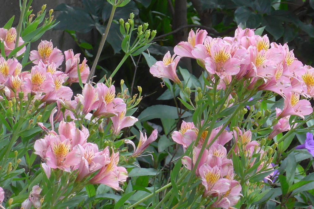 P1270891　未来への憧れ（花言葉）