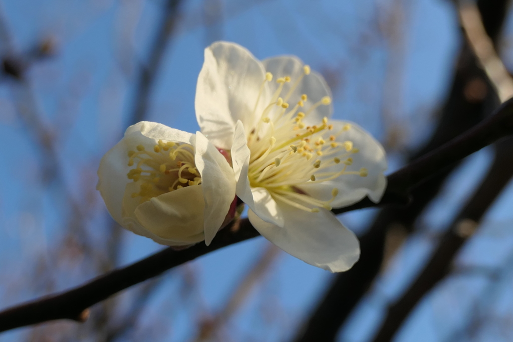 P1023296　澄んだ心（花言葉）