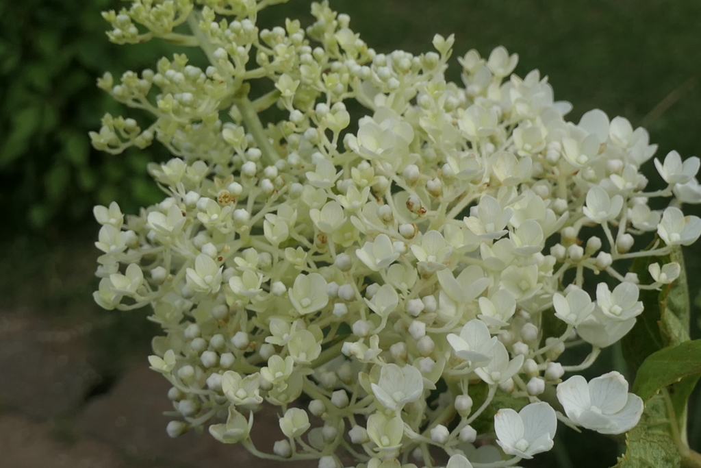 P1024149　ノリウツギ