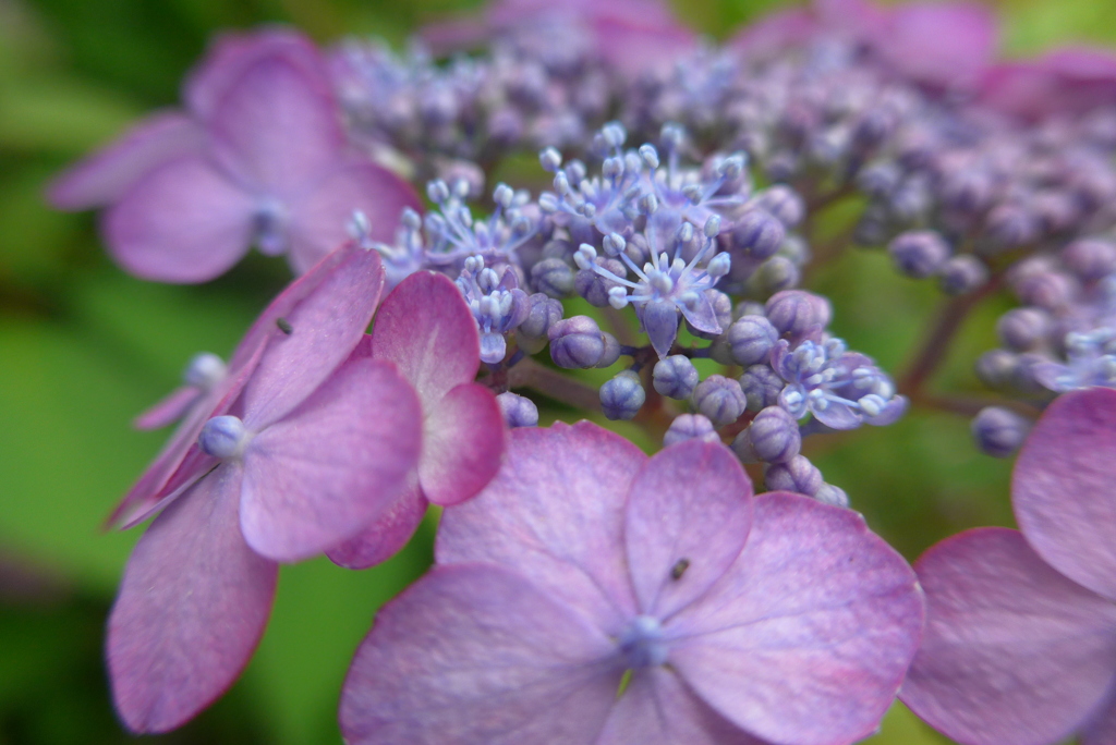 P1090800　やまあじさい