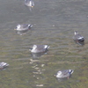 P1070454　並んで…？
