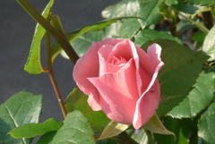 P1150652　乙女