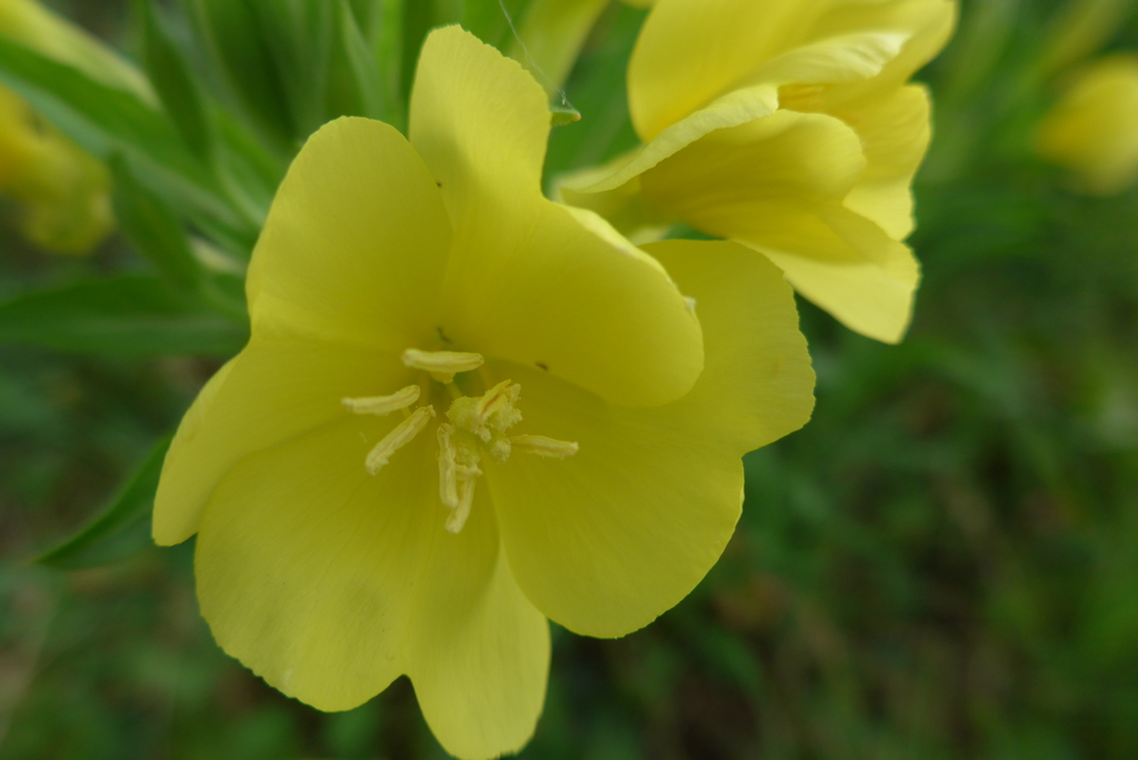 P1100899　月見草