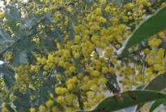 P1320112 (2)　ミモザ
