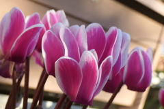 P1080973　ガーデンシクラメン