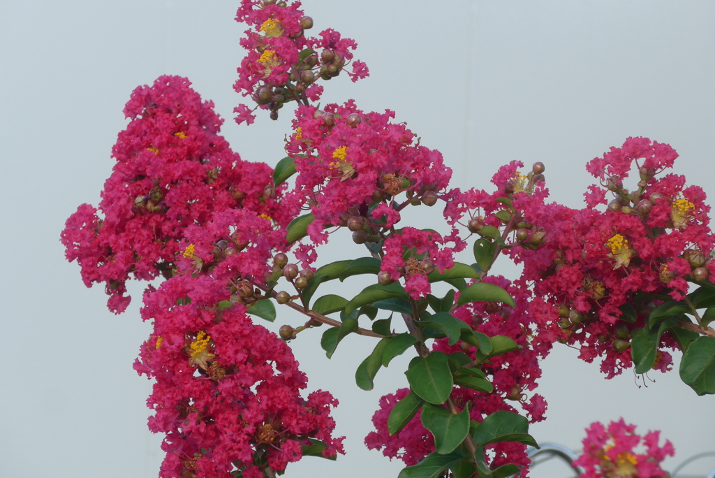 P1330914　百日紅