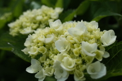 R0353075　あじさい