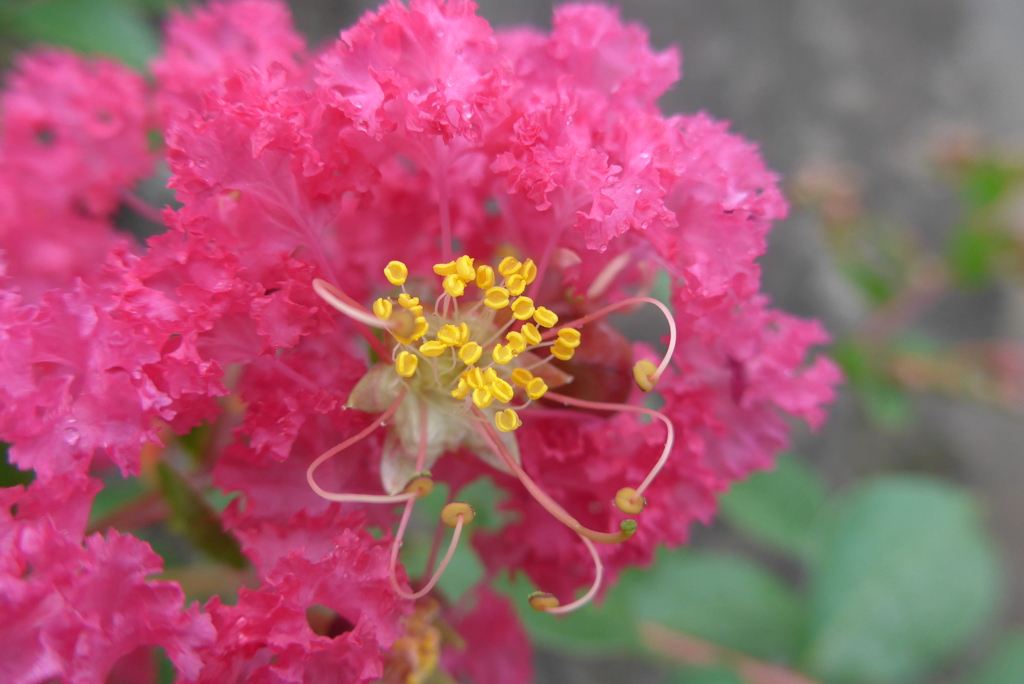 P1280182　サルスベリ