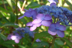 P1090962　木漏れ日に…