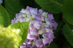 R0353076　紫陽花