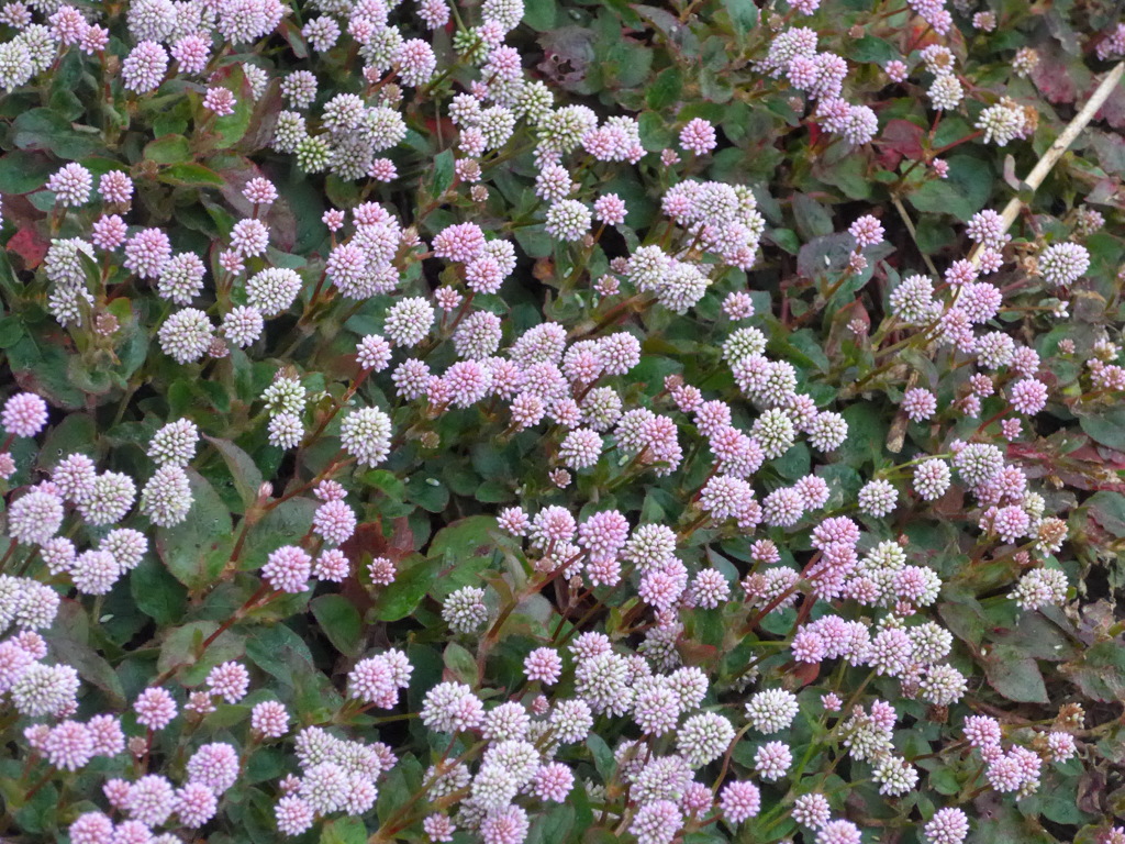 P1120307　ヒメツルソバ