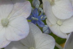 P1300534　紫陽花の花