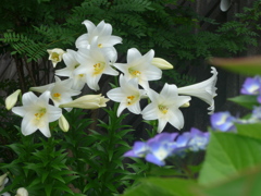P1160231　6月の花