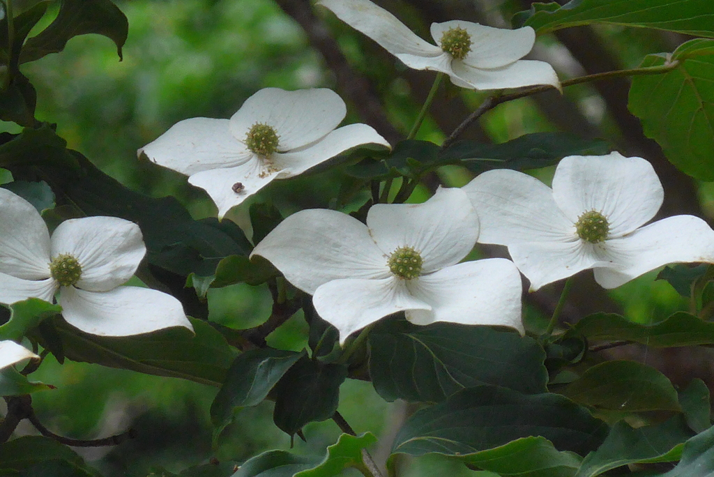 P1230144　ヤマボウシ