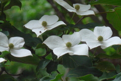 P1230144　ヤマボウシ