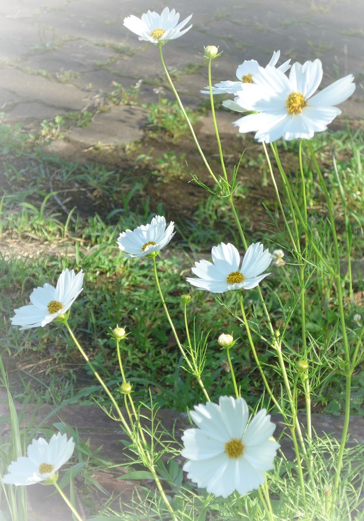 P1160466　早いね♪