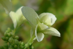 P1270345　カシワバアジサイ