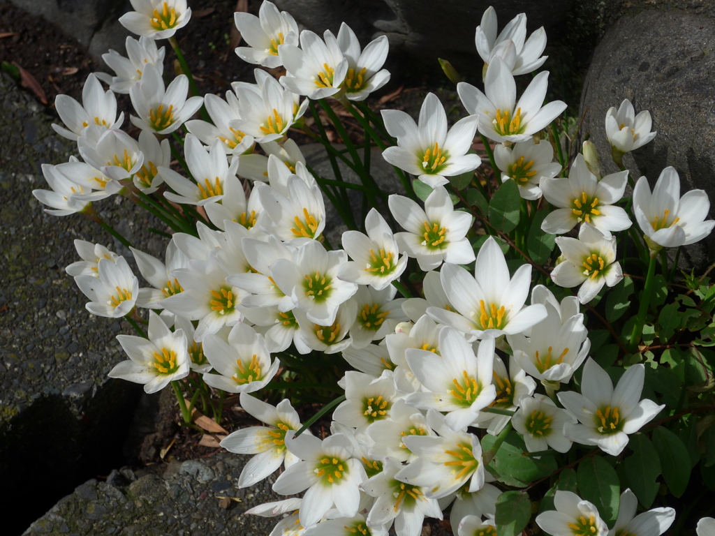 P1180605　純白な愛