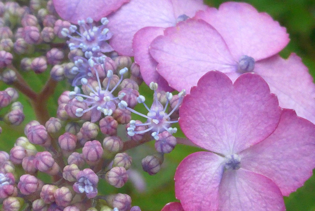 P1230209　アジサイの花